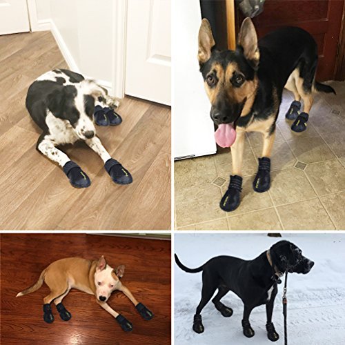 prumya dog boots