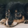 Dog Separation Anxiety- Causes, Prevention, Symptoms, Treatment.