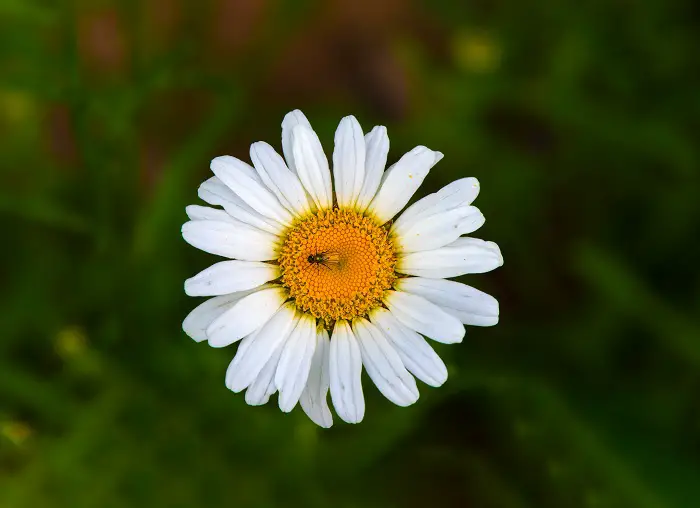 a fly resting on a wild daisy flower