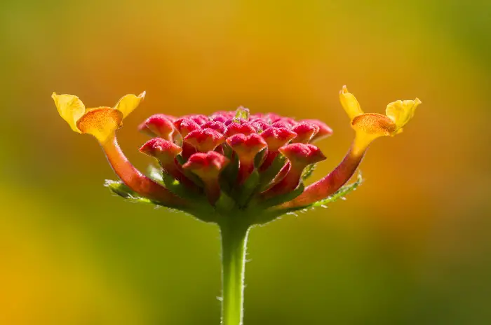 red Lantana flower buds