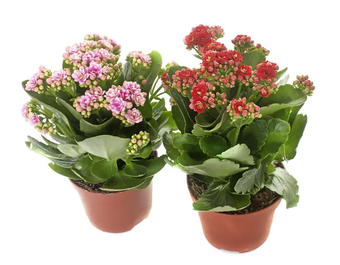 two Kalanchoe in front of white background