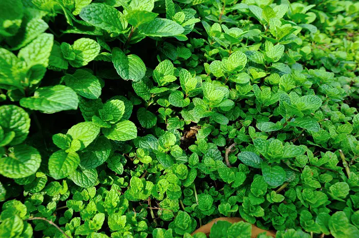 green mint plant in growth at vegetable garden