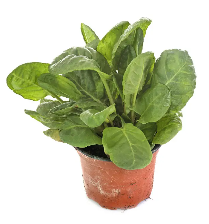 rumex plant