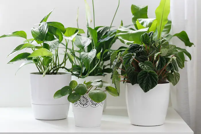 Tropical house plants in white pots on the table, peperomia,pothos,asplenium and spathiphilum