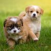 How Big Can A Dog Get? — Predicting Puppy Growth