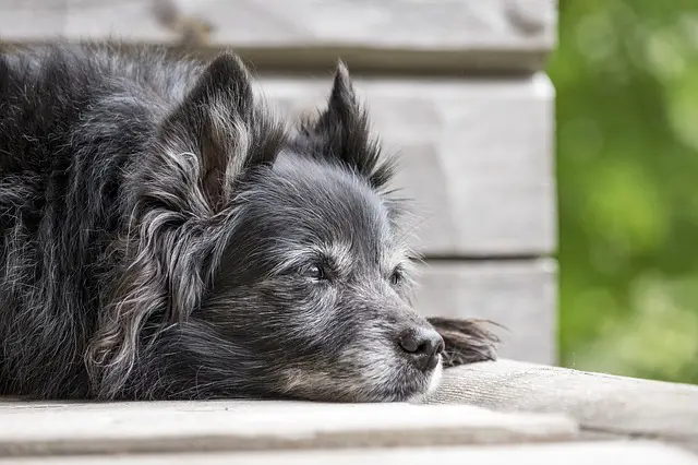 when is too hot to walk your dog