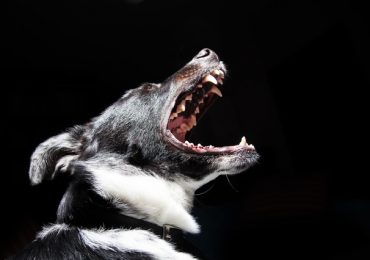 What Dog Has The Strongest Dog Bite Force?