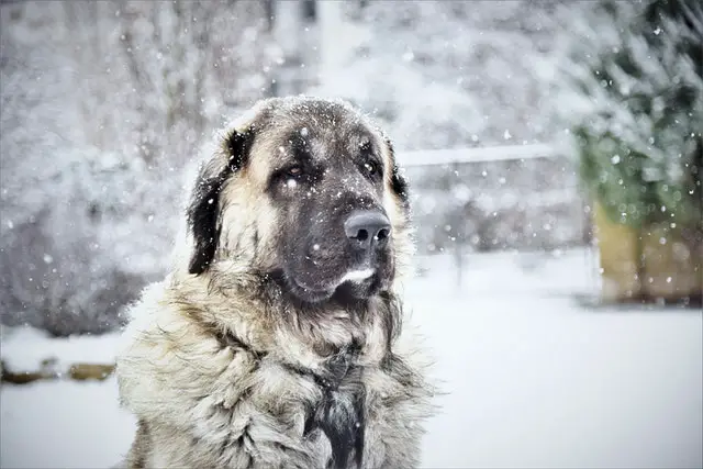 kangal dog