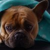 What To Expect When Treating Dogs With Cancer With Prednisone