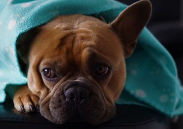 What To Expect When Treating Dogs With Cancer With Prednisone