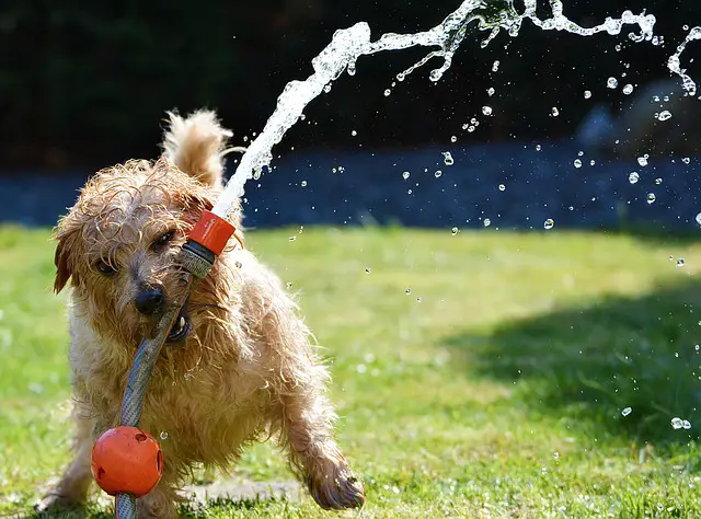 playing with water