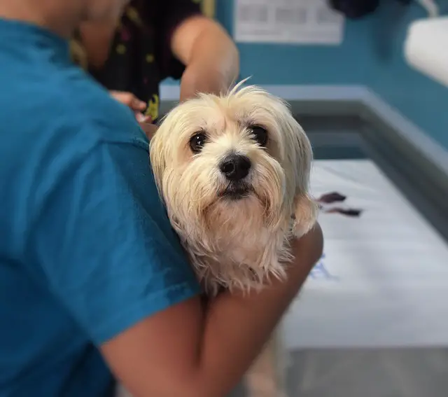 dog with vet