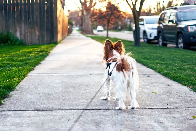 when is it too hot to walk your dog