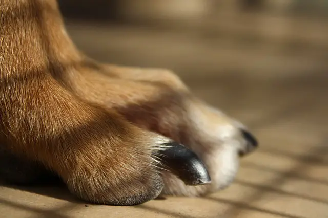 how often to cut dog nails