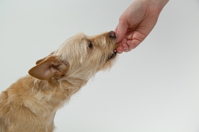 how long does it take for a dog to digest food