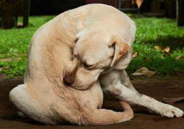 Fall Season’s Allergies in Dogs: Symptoms and Treatments