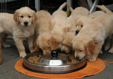 How Long Do You Feed A Dog Puppy Food?