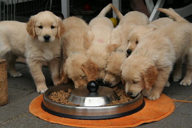 how long do you feed a dog puppy food