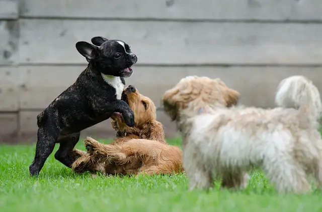 how long do you feed your dog puppy food