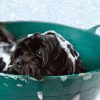 How Long After Flea Treatment Can I Bathe My Dog?