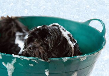 How Long After Flea Treatment Can I Bathe My Dog?