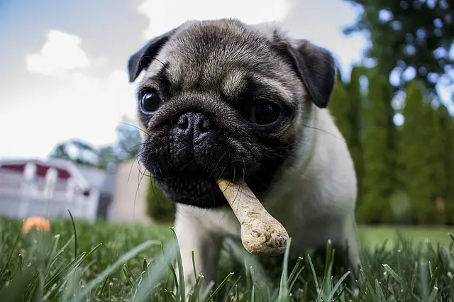 dog ate chicken bones