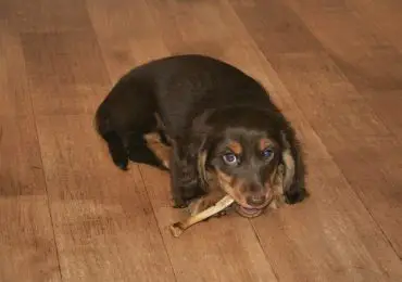 How Long Does Rawhide Take To Digest In Dogs?