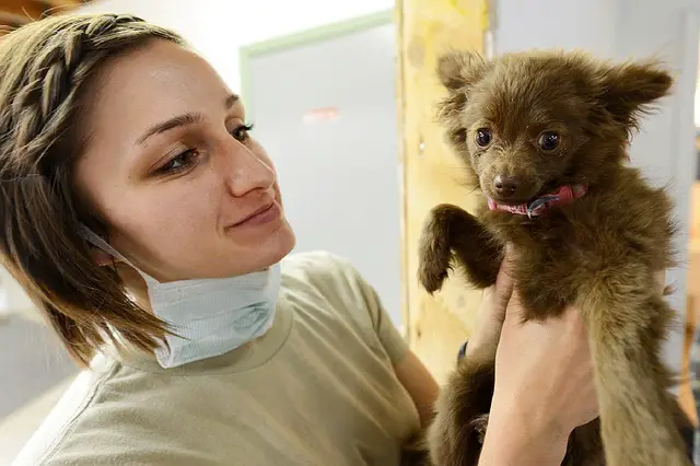 vet and puppy