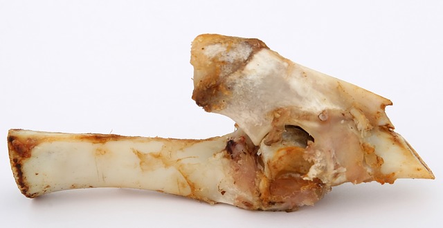 dog ate chicken bone