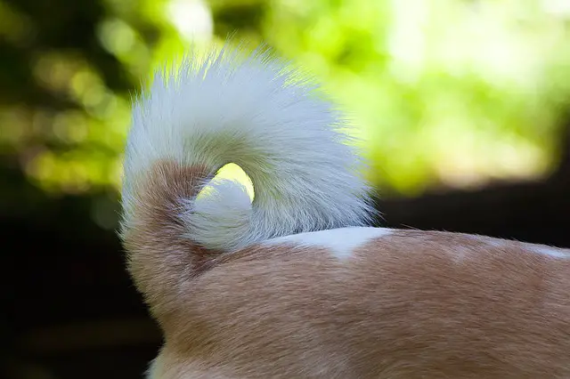 dog tail