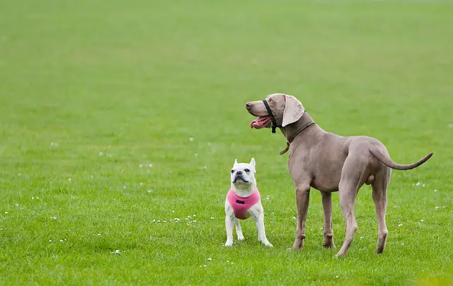 two dogs