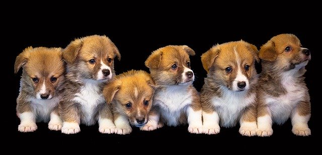 how to start a dog breeding business