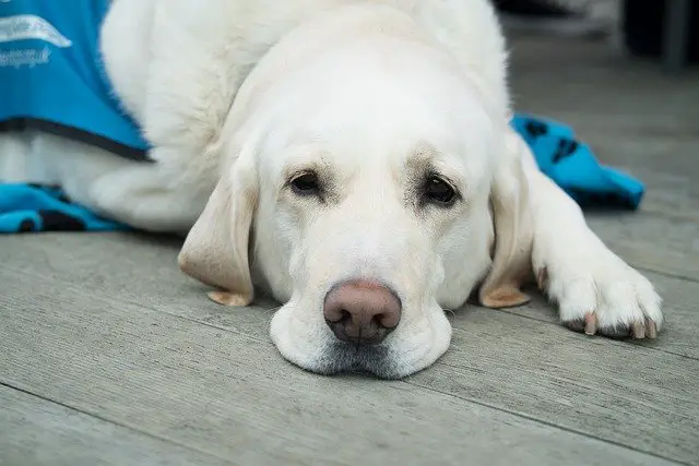 how much chicken and rice for a dog