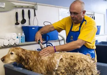 How Long Does It Take To Groom A Dog?