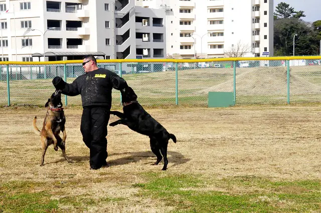 how much do dog trainers make a year