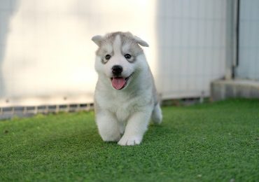 How To Start A Dog Breeding Business