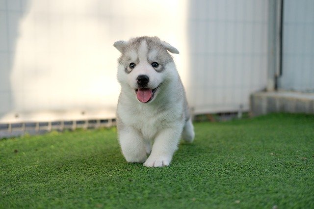 how to start a dog breeding business