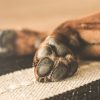 How Do I Know If My Dog Is Dying?