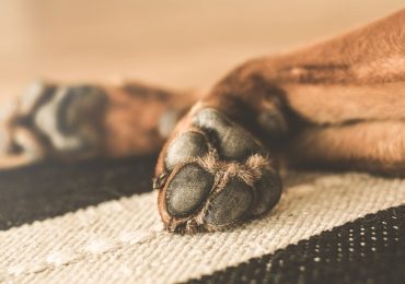 How Do I Know If My Dog Is Dying?