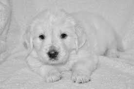 golden retrievers as puppies