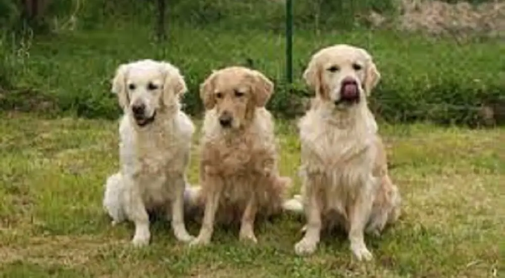 Retriever Meaning: Understanding These Popular Breeds