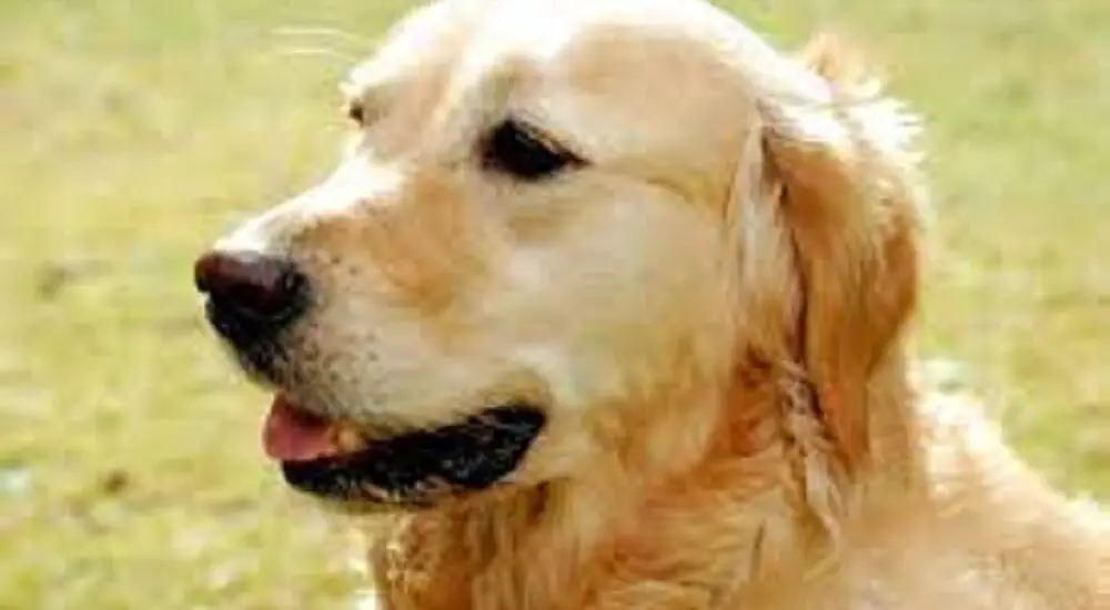 Are Golden Retrievers Dangerous? A Clear, Detailed Exploration