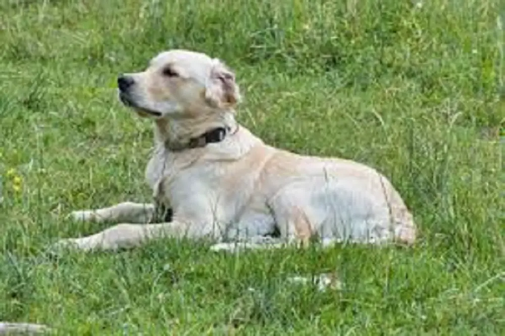 Can Golden Retrievers Protect You? Exploring Their Protective Side