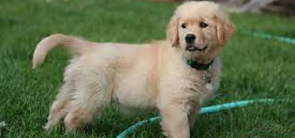 raising a golden retriever puppy while working