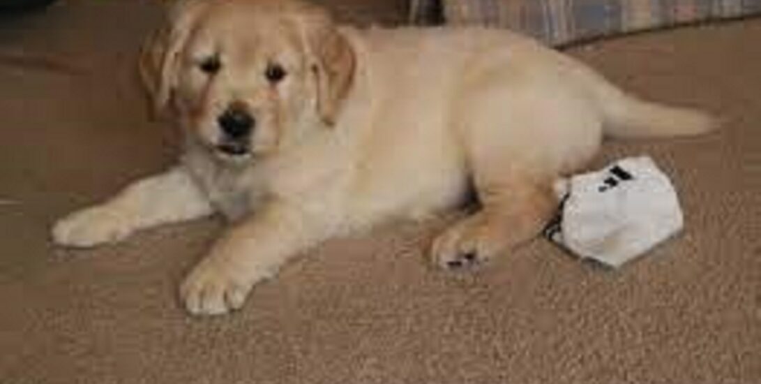 golden retriever puppy development week by week