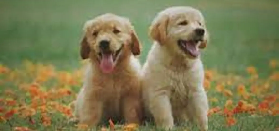 retriever dogs