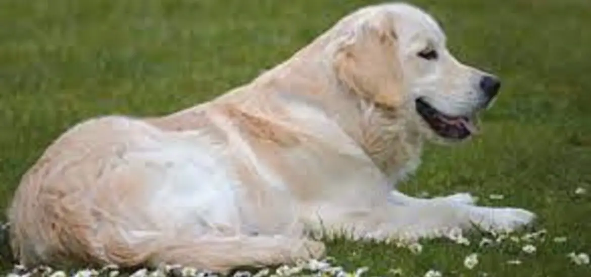 Golden Retriever Dogs: Unveiling Their History, Traits, and Care