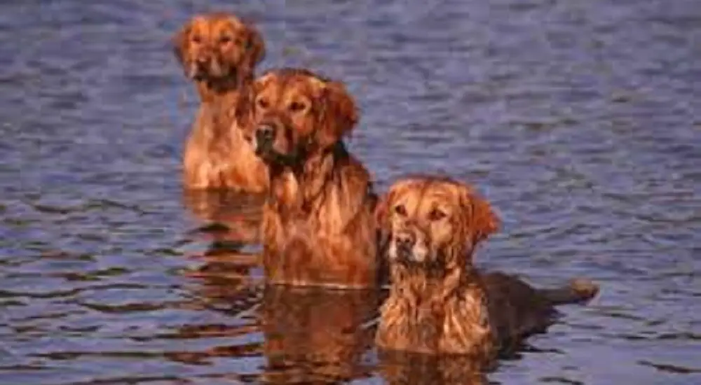 water retriever dogs