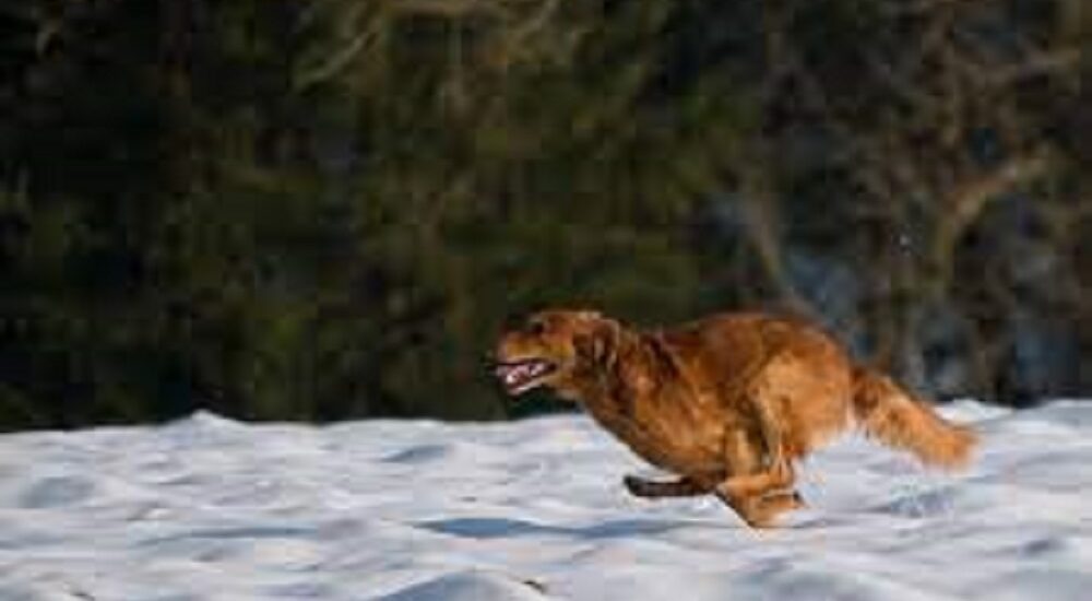 retriever hunting dogs