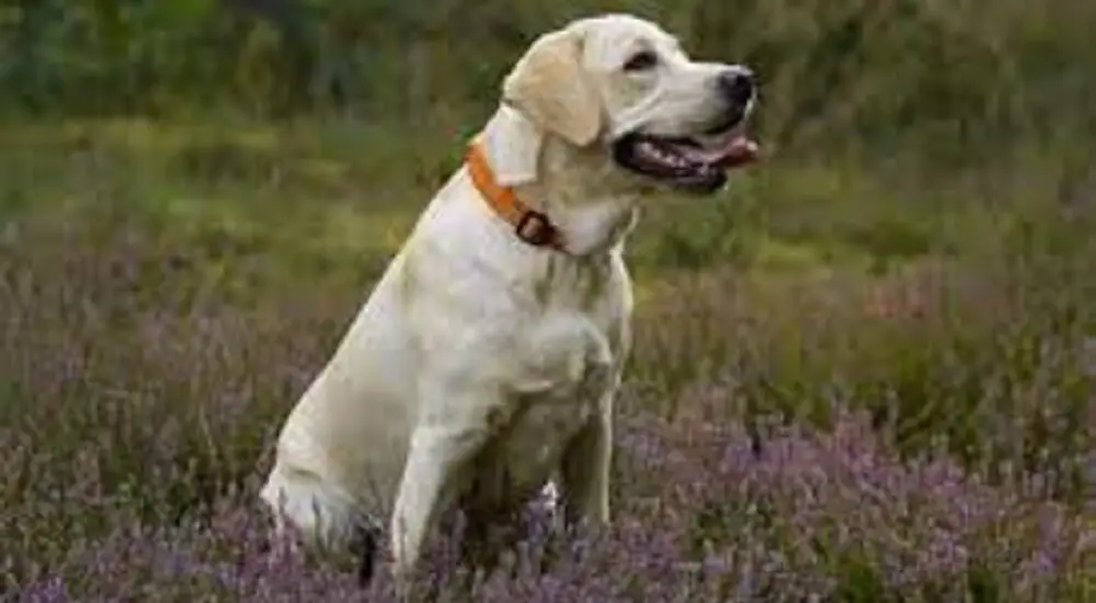 labrador retriever